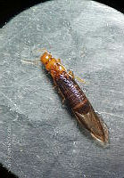 WR012 169 Marginitermes sp..jpg