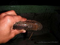 JDL0351 Pterygoplichthys pardalis.jpg
