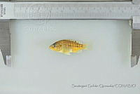 SGQ2128 Oreochromis sp..jpg