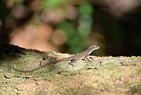 LR03 Anolis lemurinus.jpg