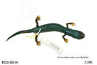 ME006 herp SCLC 0263 Bolitoglossa franklini - (Schmidt, 1936).jpg