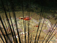JAJ0014 Apogon maculatus.jpg