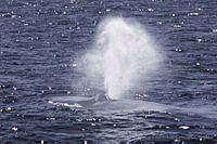 ELC0002 Balaenoptera musculus.jpg