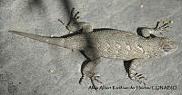 AAKVDH 0240 Sceloporus clarkii.JPG