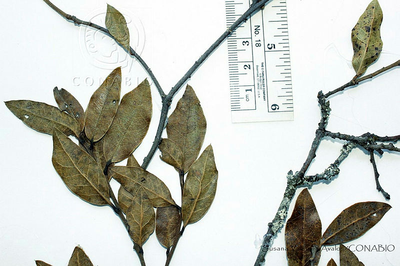 SVA0002%20Quercus%20depressa.JPG.rifN6Lr1MX2bUYFhQA3g0JtbmFja29CbnFuZ3NAbXJ6LGtwZwA.DmYMv5Y4ll