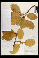 102088 Quercus mcvaughii.jpg