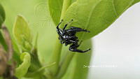 SM0006 Paraphidippus aurantius.jpg