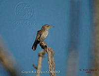 GRC0046 Thryomanes bewickii.jpg