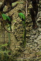 MASM04407 Pharomachrus mocinno.jpg