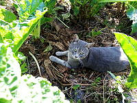 SG002 0263 Felis catus.jpg