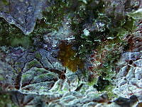 NE018 0755 Dictyota dichotoma.jpg