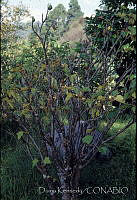 DK2390 Jatropha curcas.jpg