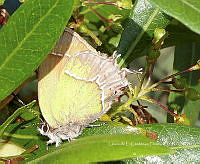LCF 0478 Callophrys xami.jpg