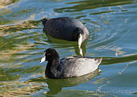 JHC0079 Fulica americana.jpg