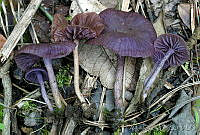 AKL0026 Laccaria amethystina.jpg