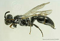 AGDE019-532 Tiphia veracruzana.jpg
