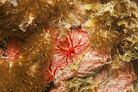 IDG1668 Monanchora arbuscula.jpg