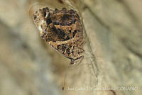 JCGM03090 Myscelia ethusa ssp. ethusa.jpg