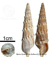 KT014 0868 Terebra variegata.JPG