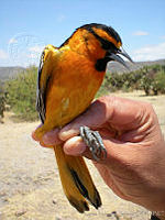 KMS0033 Icterus bullockii.jpg