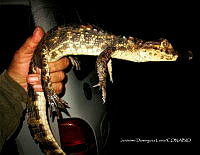 TE001 0190 Caiman crocodilus.jpg