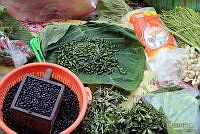 DK2412 Capsicum annuum aviculares.jpg