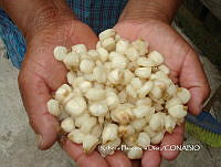 ZG014 0248 Zea mays.jpg