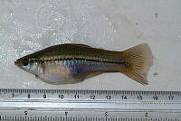 LI006 030 Xiphophorus helleri.jpg