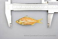 RQTG0397 Eucinostomus currani.jpg