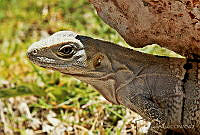 DCGV01 Ctenosaura similis.jpg