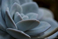 MASM01385 Echeveria laui.jpg