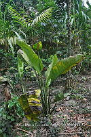 SG019 0371 Spathiphyllum cochlearispathum.jpg