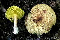 AKL0040 Phylloporus centroamericanus.jpg