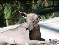 CGL0549 Canis familiaris.jpg