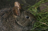 MASM06336 Romerolagus diazi.jpg