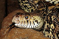 VHL0121 Pituophis melanoleucus.jpg