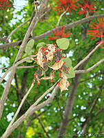 CGL0917 Erythrina americana.jpg