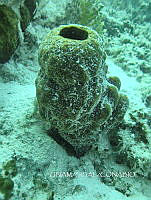 NE018 0182 Aplysina fulva.jpg