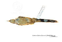 ME006 Aves 0680 Coccyzus minor.jpg