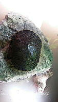 ZG018 0148 Trachemys scripta.jpg