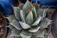 IMDOC 4744 Agave applanata.jpg