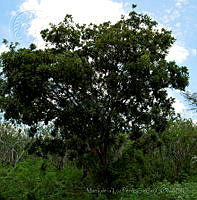 MDLLPG0148 Swietenia humilis.jpg