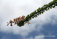 ORGR0185 Fouquieria splendens.jpg