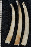 KT014 0132 Rhabdus dalli.JPG