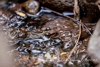 ZAPF0316 Lithobates sp..jpg