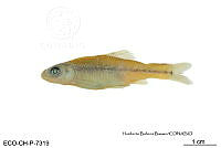 ME006 Peces 024 Dionda episcopa.jpg