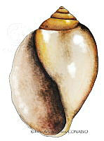 RAA0926 Molusca.jpg