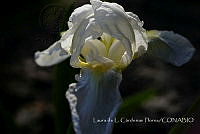 LCF0185 Iris sp..jpg