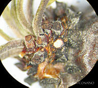 SL1583 Jatropha dioica.jpg