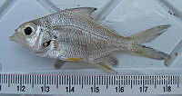 HE009 P 1425 Pomoxis annularis.jpg